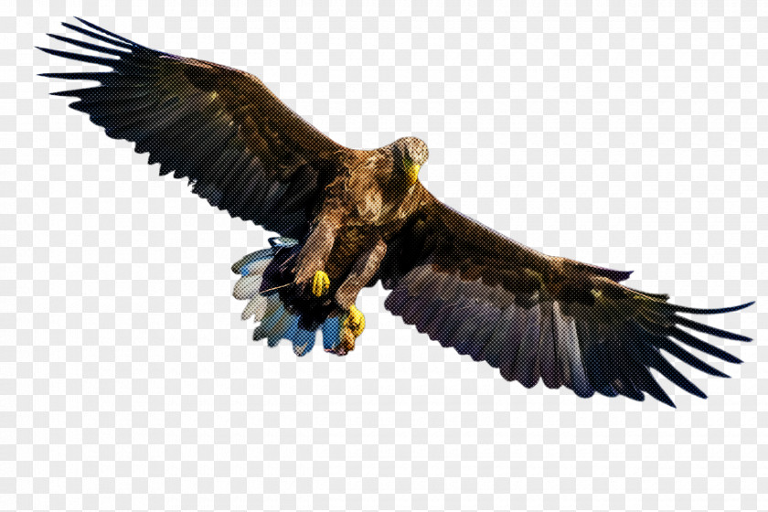 Wing Bald Eagle Bird Of Prey Golden Accipitridae PNG