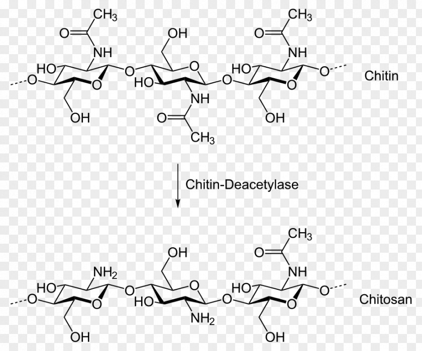 Degraded Chitosan Chitin Deacetylase Chemical Synthesis Chemistry PNG