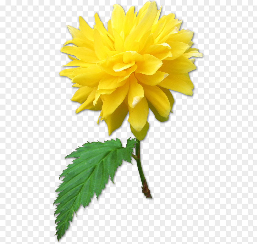 Flower Pansy Dahlia PNG