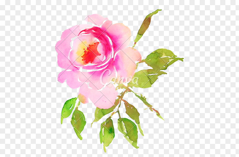 Watercolor Flower Centifolia Roses Garden PNG