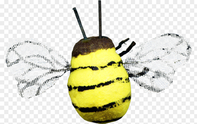 Cartoon Bee Honey Insect Download PNG