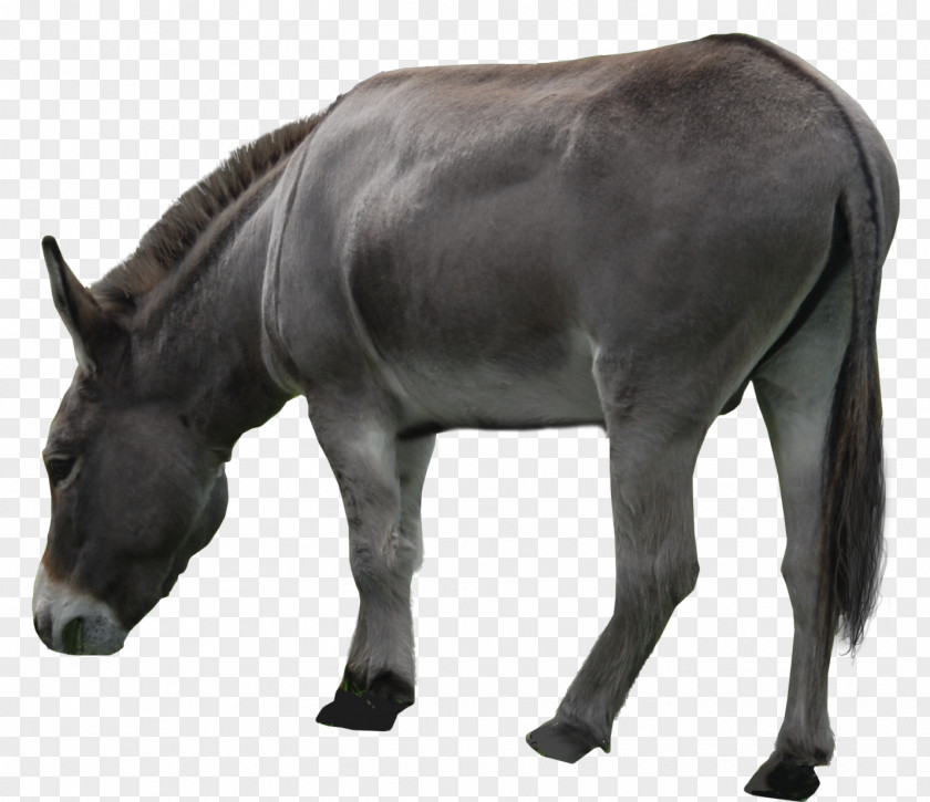 Donkey Hinny Mule PNG