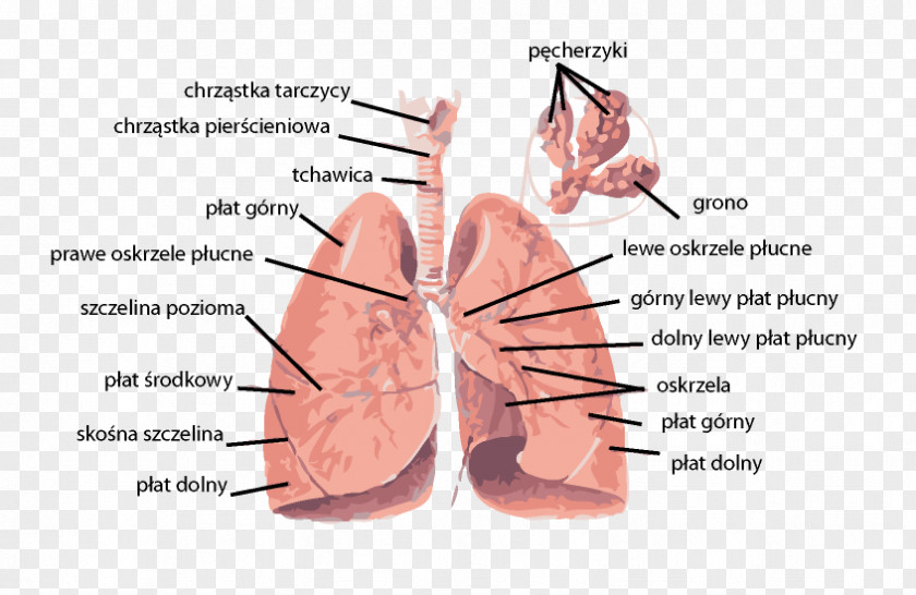 Heart Lung Dissection Respiratory Tract System Anatomy PNG