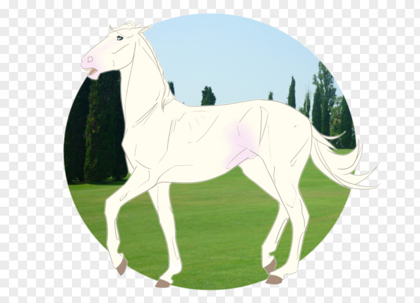 Mustang Pony Foal Stallion Mare PNG