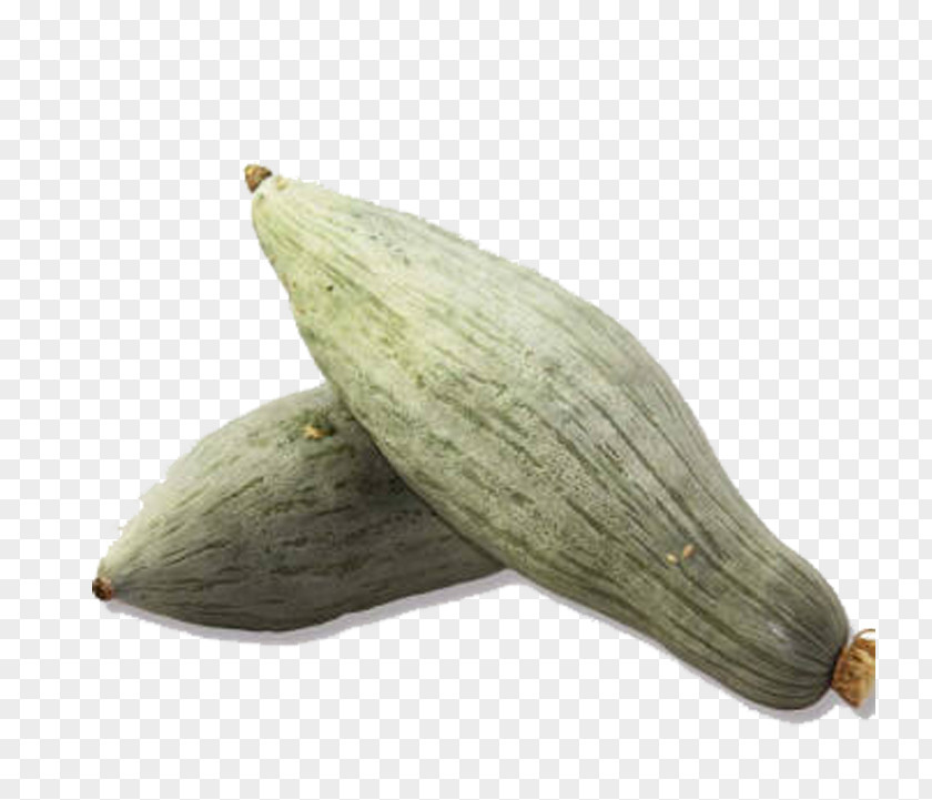 Pointy Pumpkin Seed Sweet Chestnut Icon PNG