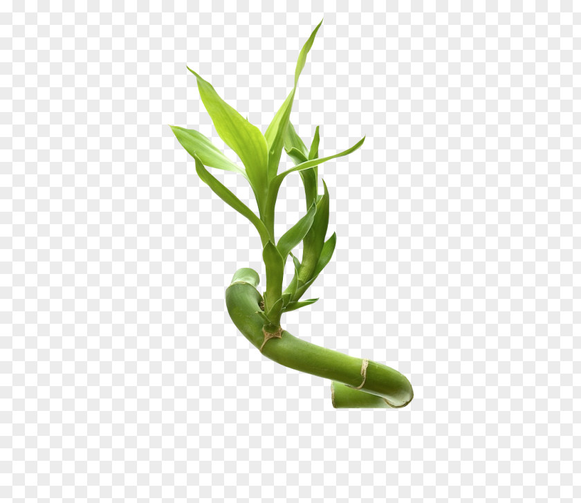 Bamboo Clip Art Image Stock Photography Royalty-free PNG