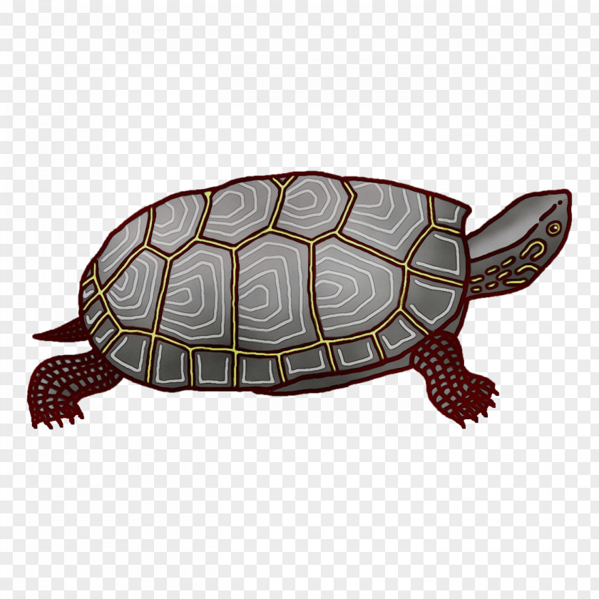 Box Turtles Sea Turtle Tortoise PNG