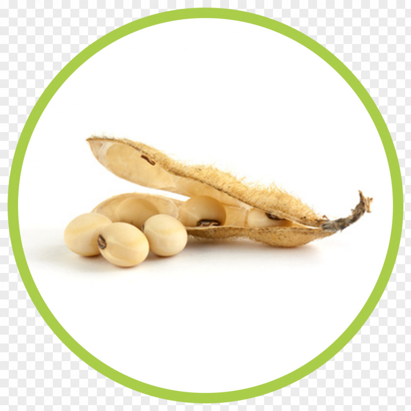 Edamame Soybean Oil Seed Lupin Bean PNG