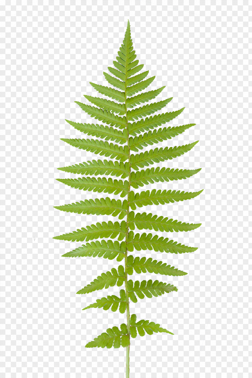 Fern Leaf Red Maple Cedrus Libani PNG