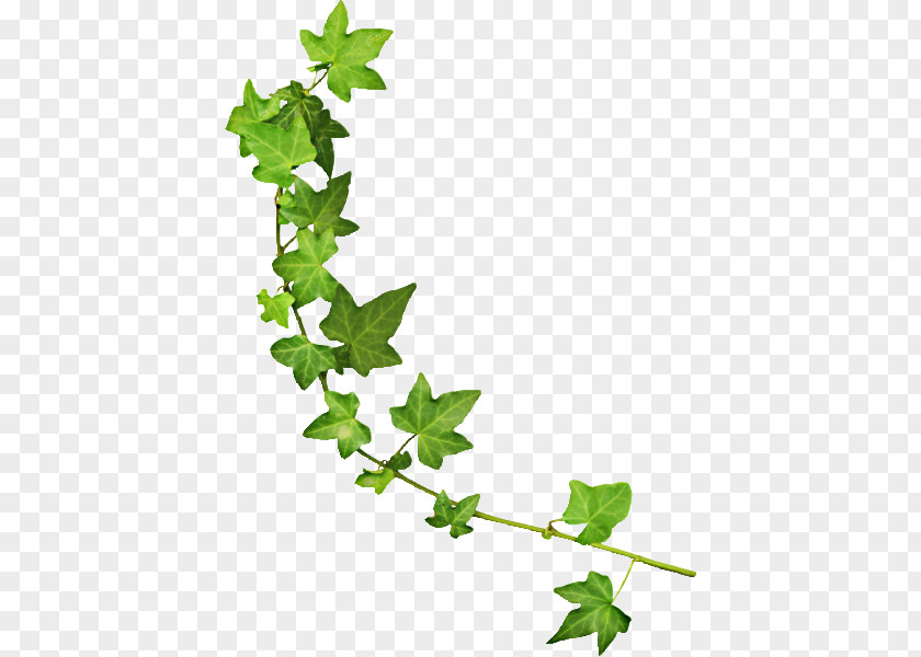 花朵 Vine Green Boston Ivy PNG