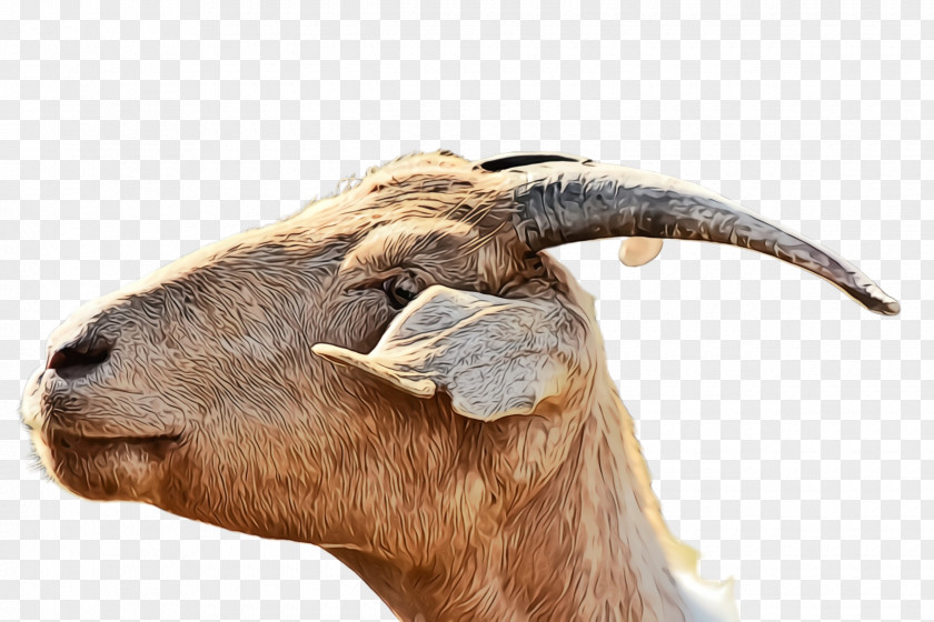 Wildlife Cowgoat Family Horn Goats Goat Snout Terrestrial Animal PNG