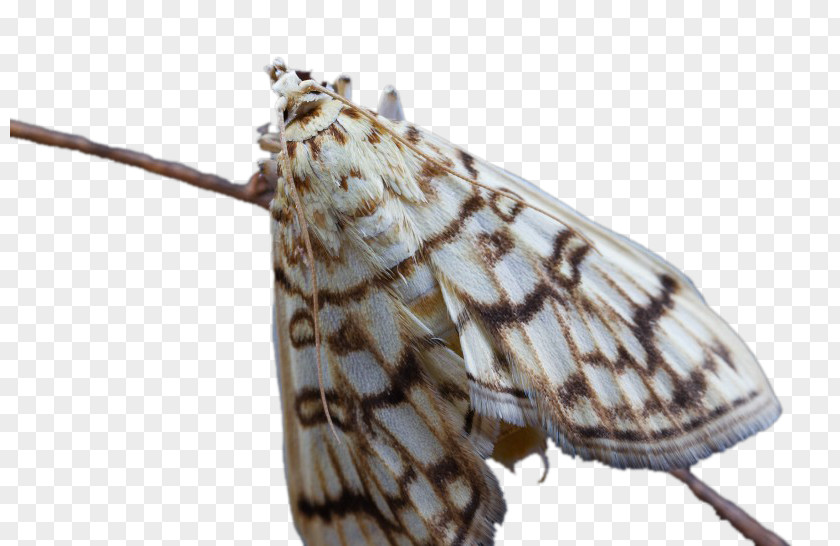 Beautiful Butterfly Milkweed Bombycidae Moth PNG
