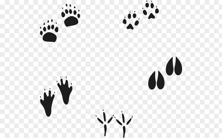 Footprints Vector Euclidean Animal Footprint PNG