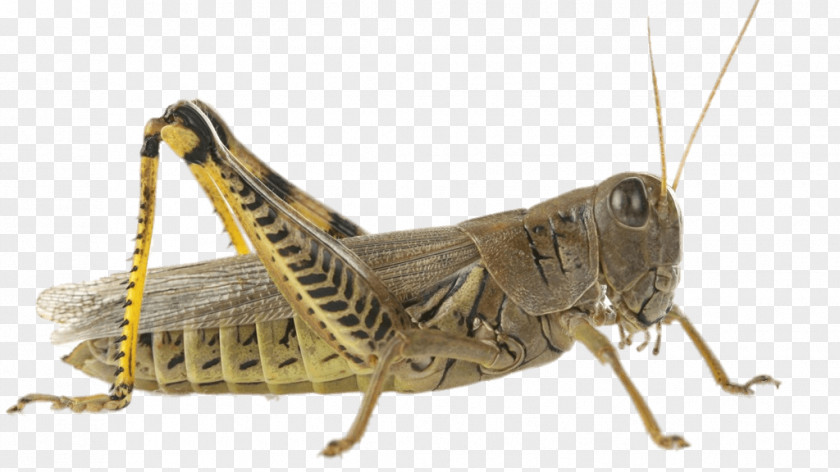 Grasshopper Violet-winged Insect Cricket Locust PNG