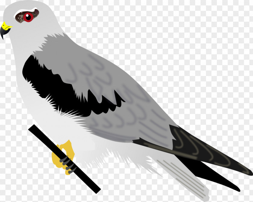 Kite Bird Of Prey Accipitriformes Beak Hawk PNG