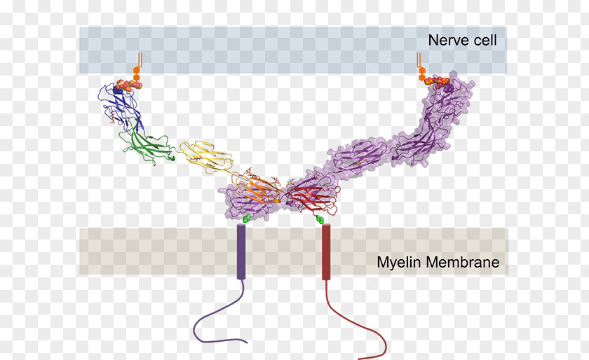 Neuron Cell Communication Product Design Art Diagram PNG