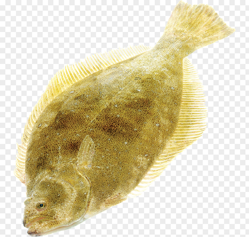 PESCADO Flounder Sole Fish Tilapia PNG