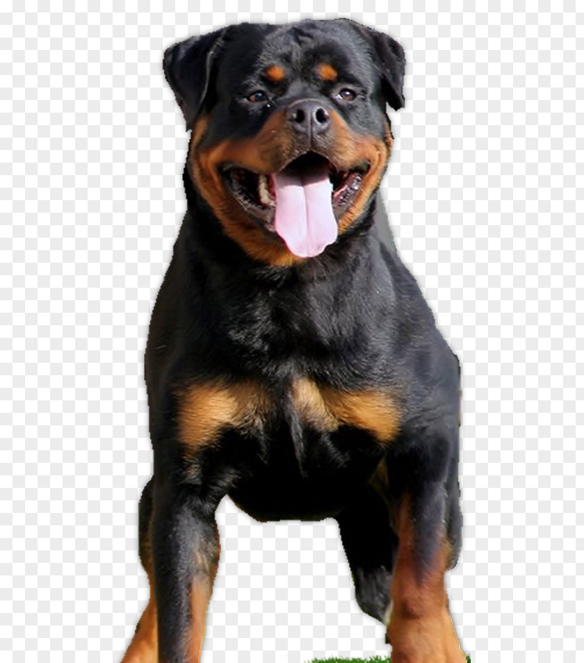 Puppy Rottweiler Dog Breed Beauceron Companion PNG