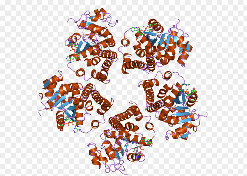 Pyrroline-5-carboxylate Reductase PYCR1 Enzyme Gene PNG