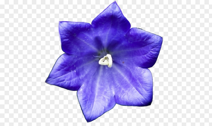 Sapphire Blue Flowers Harebell .no Spirit Earth Tumblr PNG