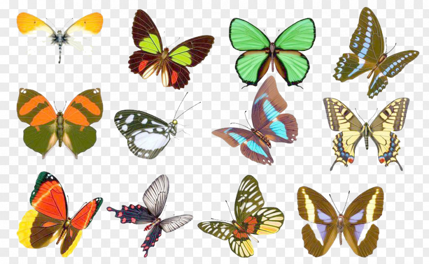 Vector Butterfly Insect Download PNG