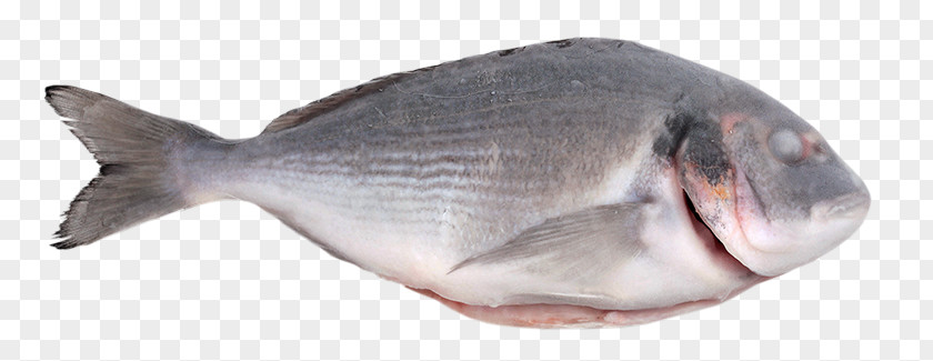 Fish Sole Products Tilapia PNG