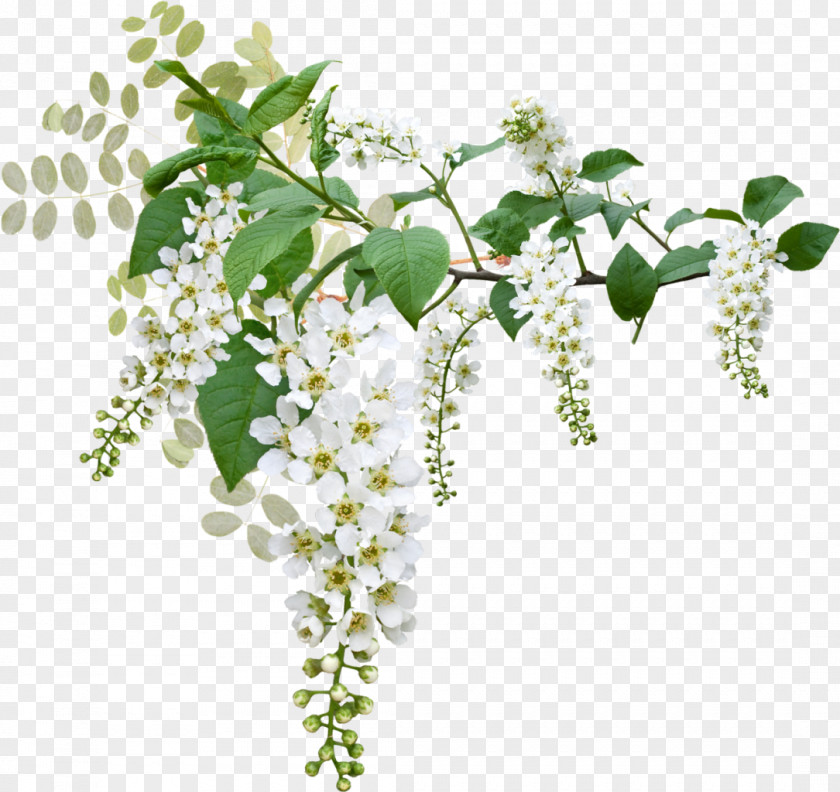 Funeral Prunus Padus Flower Blossom Clip Art PNG