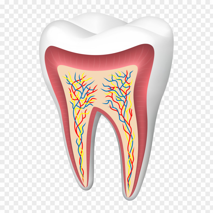 Healthy Teeth Sectional View Human Tooth Cracked Syndrome PNG