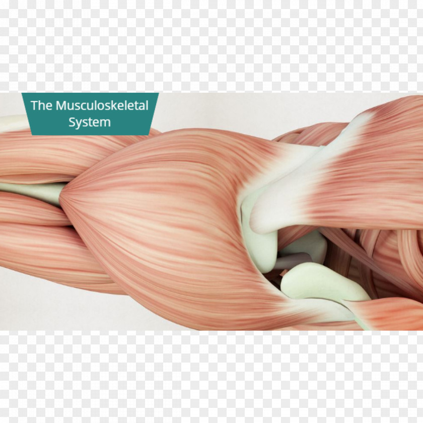 Shoulder Human Body Anatomy Muscle PNG