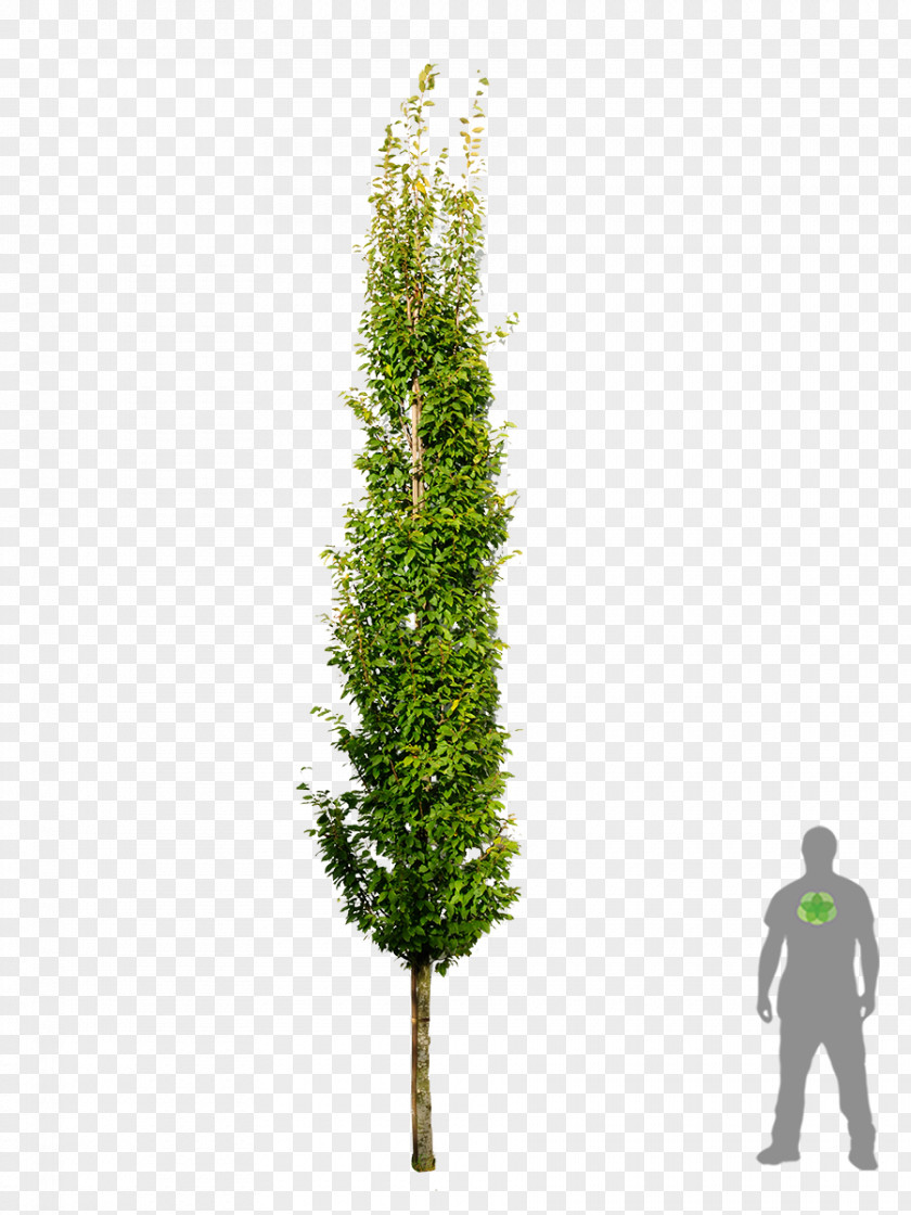 Tree Spruce European Hornbeam Fir Larch PNG