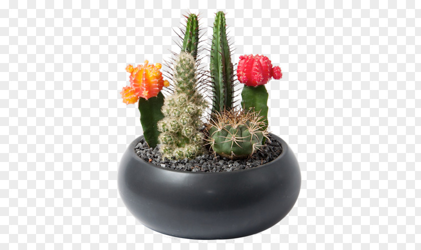 Cactus Flowerpot Houseplant Succulent Plant Cactaceae PNG