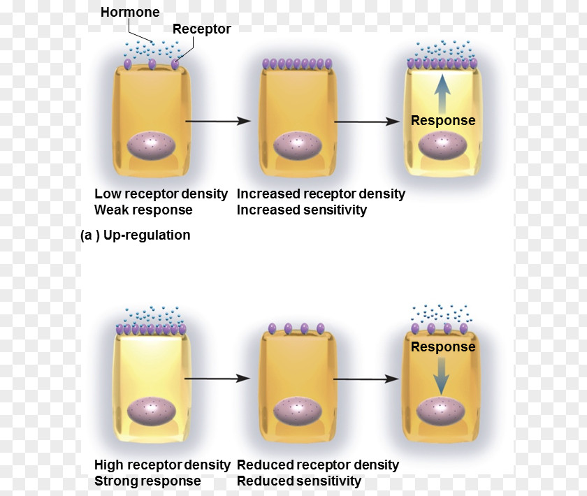 Endocrine System Target Cell Receptor Downregulation And Upregulation Hormone PNG