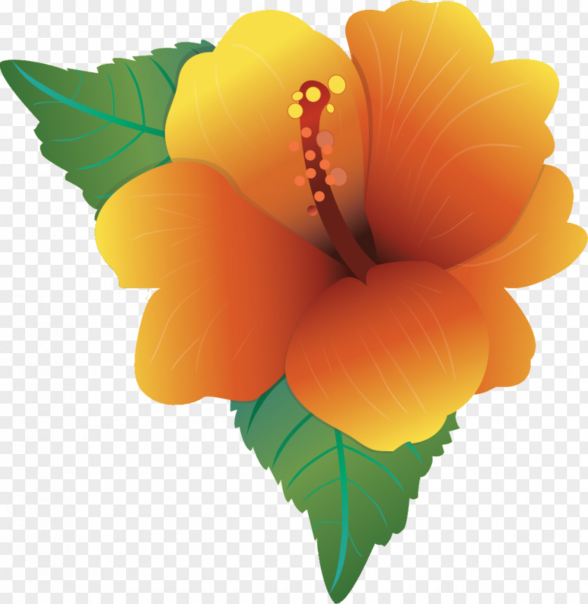 Hibiscus Flower Hawaiian Clip Art PNG
