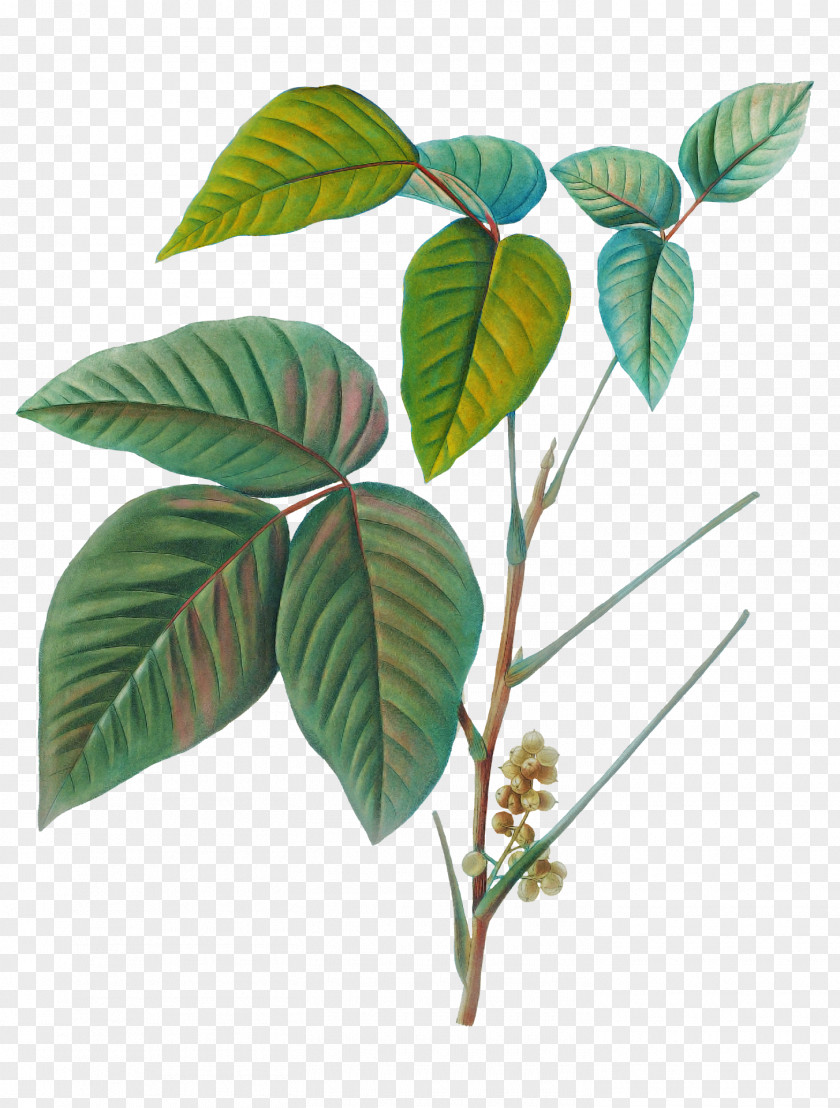 Leaf Plant Stem Plants Structure Science PNG