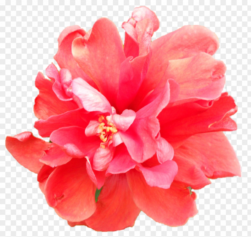 Peony Hibiscus Camellia Chinese Cuisine Herbaceous Plant PNG