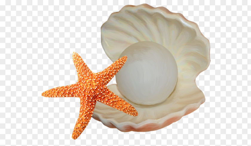 Starfish And Shells Seashell Illustration PNG