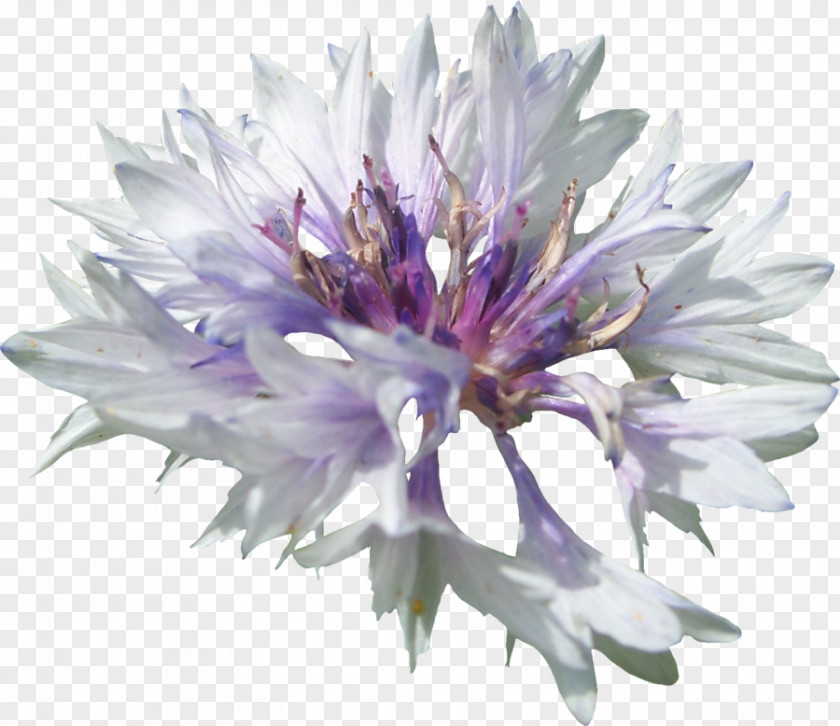 Bachelor Button Cornflower PNG