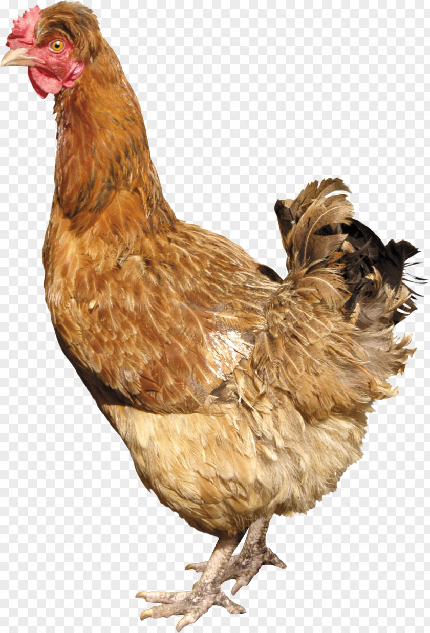 Chicken Image Solid White Silkie Poultry Farming PNG