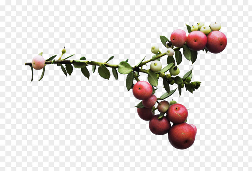 Eastern May Hawthorn Oasis Fruit Lingonberry Pink Peppercorn PNG