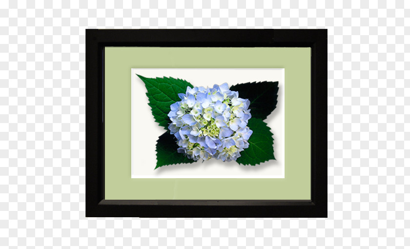 Hydrangea Flower Floral Design Floristry PNG