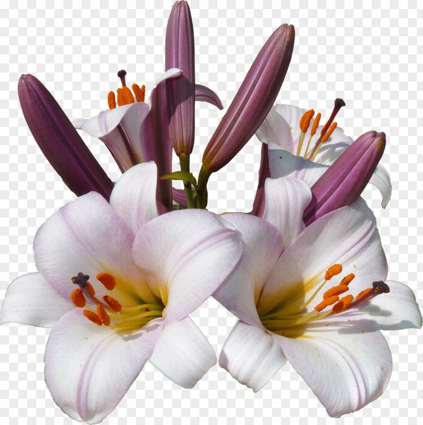 Lily Flower Lilium Blume PNG