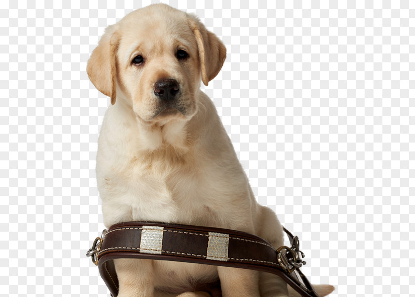 Puppy Labrador Retriever Golden Dog Breed Companion PNG