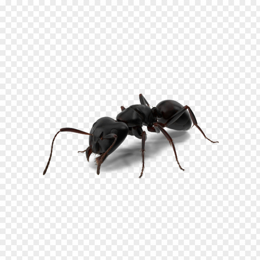 Black Ants Ant-Man Spider-Man PNG