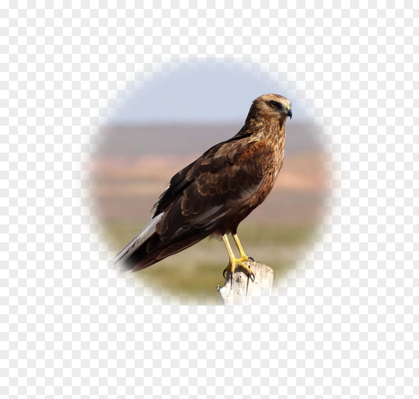 Eagle Hawk Buzzard Fauna Falcon PNG