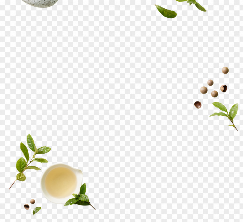 Fresh Green Tea Plant Decoration Free Download PNG
