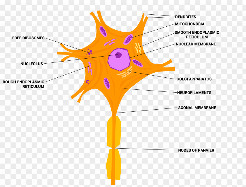 Neurons Nerve Neuron Cell Nervous Tissue System PNG