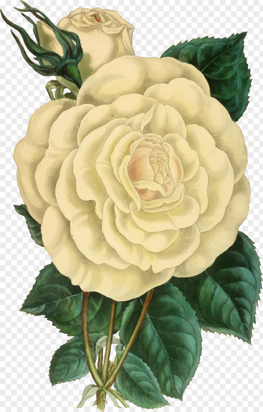 Rose Botanical Illustration Clip Art Drawing PNG