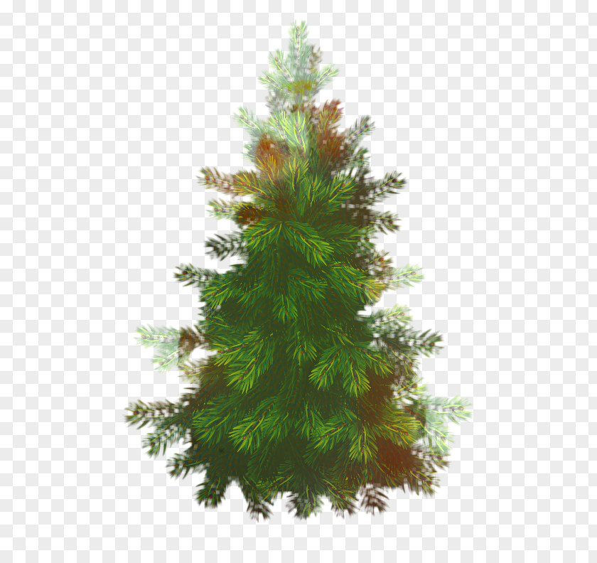 Sitka Spruce River Juniper Christmas Black And White PNG