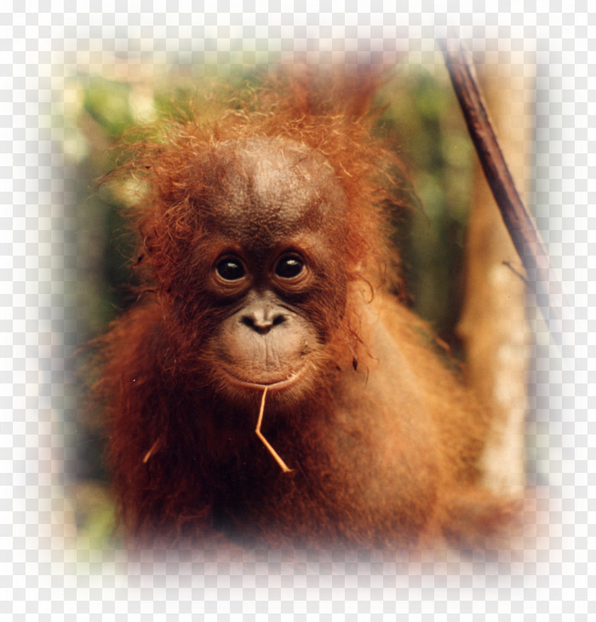 Orangutan Baby Orangutans Desktop Wallpaper Display Resolution Group PNG