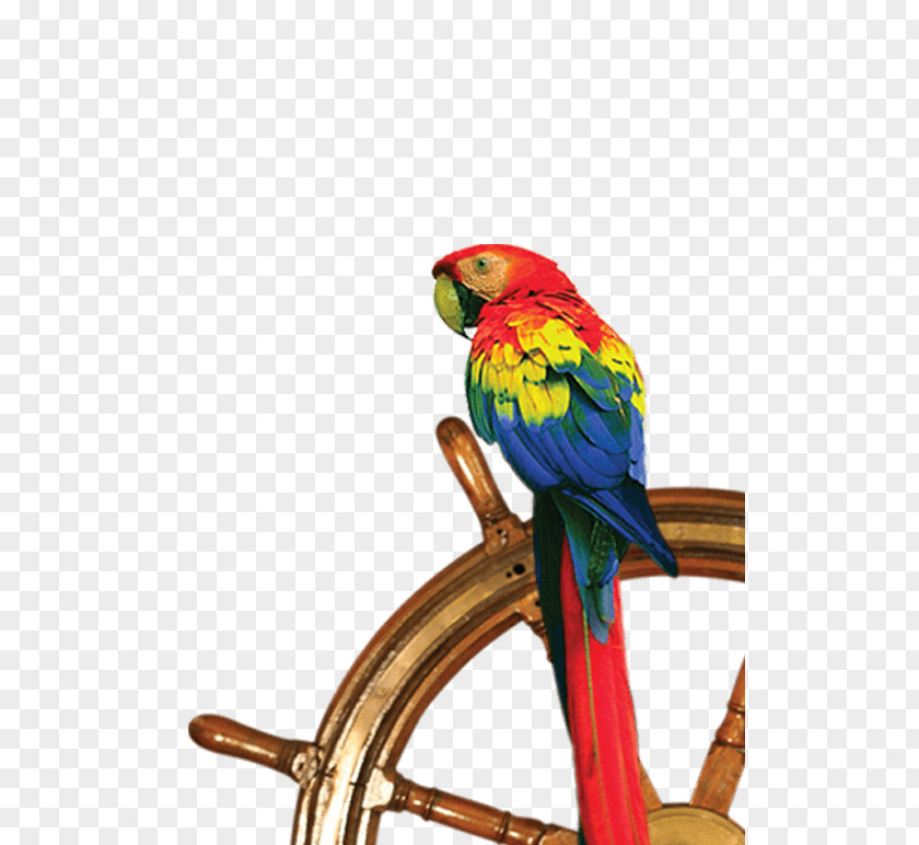 Pirate Parrot Hotel Bicaz Pirates Resort Beach Parakeet PNG